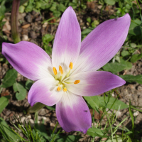 colchicum_speciosum2md (Colchicum speciosum)