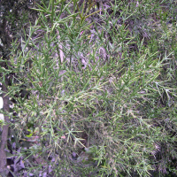 Colletia spinosissima (Collétie)