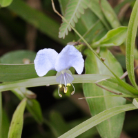 commelina_diffusa3md (Commelina diffusa)