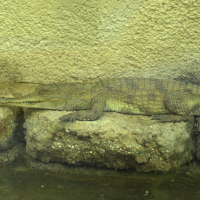 Crocodylus cataphractus (Faux-gavial africain)