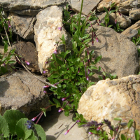 Epilobium anagallidifolium (Epilobe)