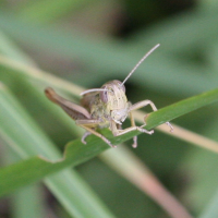 euchorthippus_pulvinatus4md (Euchorthippus pulvinatus)