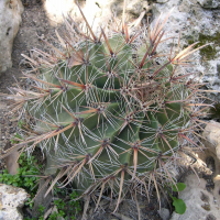 ferocactus_pilosus1bmd