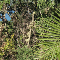Ficus sycomorus (Figuier sycomore)
