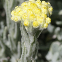 helichrysum_compactum2md