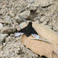 Hemipenthes morio (Anthrax noir)