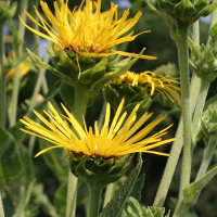 inula_helenium2md