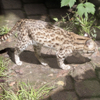 Leopardus_tigrinus