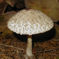 lepiota_procera3bd