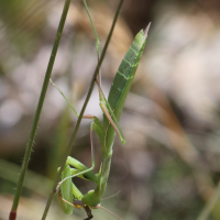 mantis_religiosa3bd