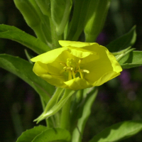 oenothera_biennis4md