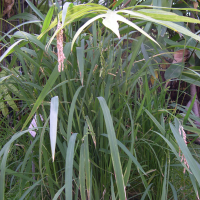 oryza_sativa3md