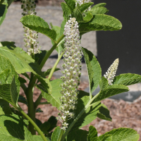 phytolacca_acinosa2md