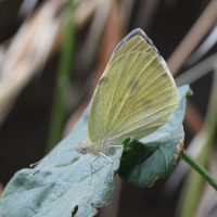 pieris_rapae4md