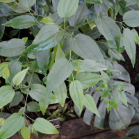 Piper unguiculatum (Poivre)