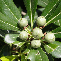 pittosporum_tobira6md