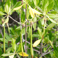 rhizophora_mangle8md (Rhizophora mangle)