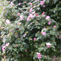 Rosa rubiginosa (Rose couleur de rouille)