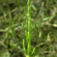 Salicornia_europaea (Salicornia europaea)