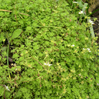 Saxifraga rosacea (Saxifrage)