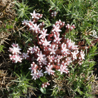 sedum_anglicum6md