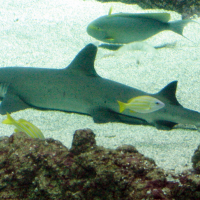 Trianodon obesus (Requin corail)