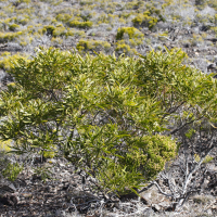 acacia_heterophylla7md (Acacia heterophylla)