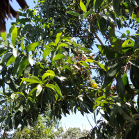 Acacia mangium (Acacia)