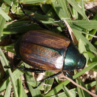 anomala_dubia4md (Anomala dubia)