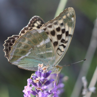 argynnis_paphia7bd (Argynnis paphia)