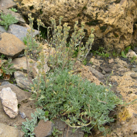 Artemisia umbelliformis (Génépi jaune)