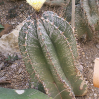 Astrophytum ornatum (Astrophytum, Cactus)