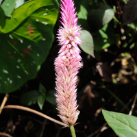 Celosia_argentea (Celosia argentea)