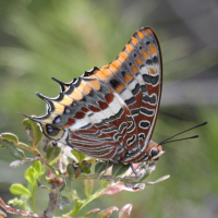 charaxes_jasius3bd (Charaxes jasius)