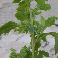 chenopodium_rubrum3md