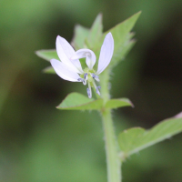 cleome_rutidosperma3md (Cleome rutidosperma)