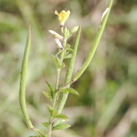 cleome_viscosa5md (Cleome viscosa)