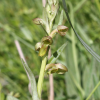 coeloglossum_viride2md (Dactylorhiza viridis)