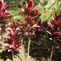 cordyline_fruticosa3md (Cordyline fruticosa)