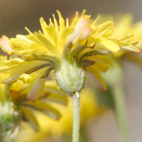 crepis_capillaris4md (Crepis capillaris)