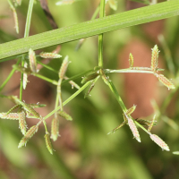 cyperus_involucratus6md (Cyperus involucratus)