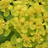 euphorbia_palustris2md (Euphorbia palustris)