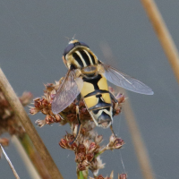 helophilus_trivittatus2bd