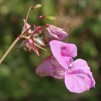 impatiens_glandulifera3md