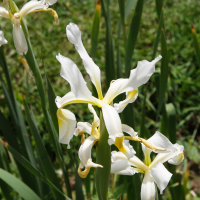 iris_orientalis2md