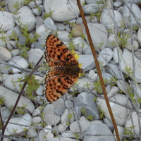 melitaea_didyma4bd