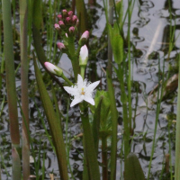 menyanthes_trifoliata4bd