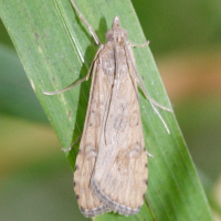 Nomophila noctuella (Pyrale hybride, Pyrale de la luzerne)