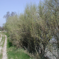 Olearia virgata (Oléaria)