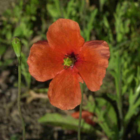 papaver_dubium2md